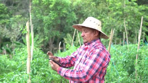 Latin Farmer Checks Development Tomato Crop His Field — стоковое видео