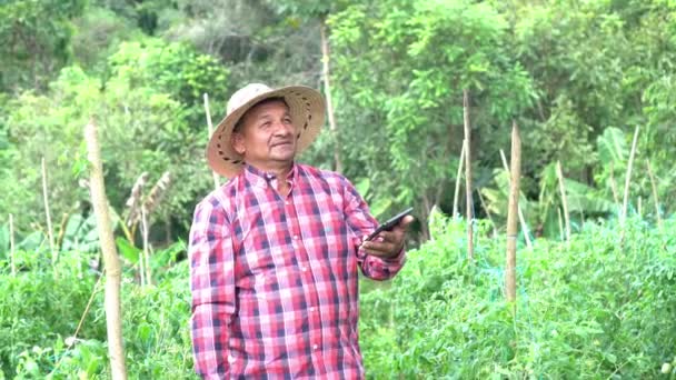 Farmer Checks Development Tomato Crop His Field — Stockvideo