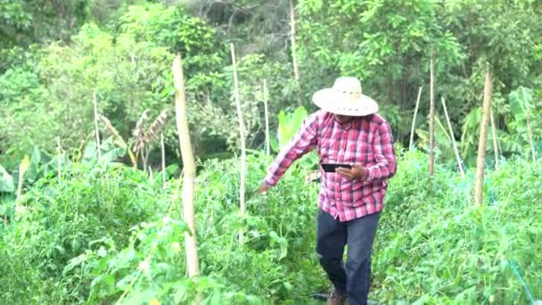 Hispanic Man Tomato Plantation Researcher — стоковое видео