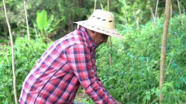 Hispanic Worker harvesting tomatoes at organic farm