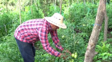 View of a Hispanic farmer in a tomato field