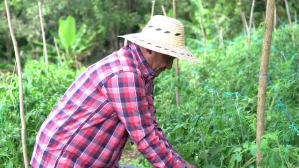 Hispanic Worker Harvesting Tomatoes Organic Farm — стоковое видео