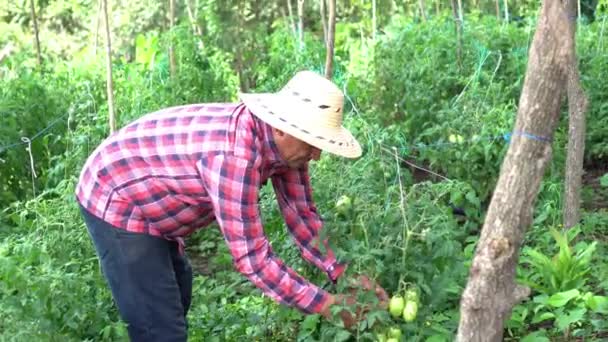 View Hispanic Farmer Tomato Field — Stock Video