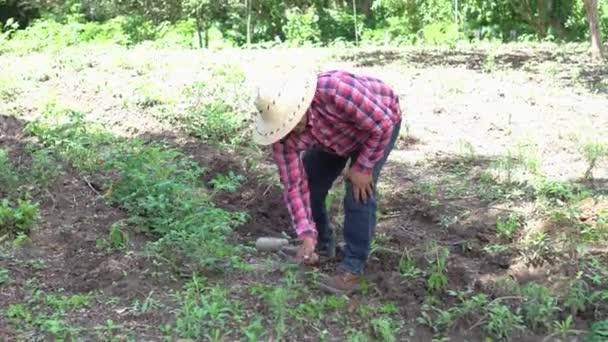 Latin American Farmer Harvesting Land His Farm Using Machete Farming — стоковое видео