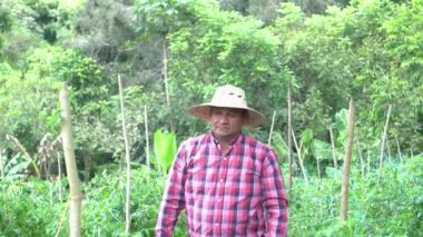 Middle-aged farmer in the middle of a green field of tomato