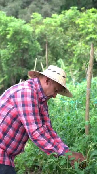 Latin Farmer Working Tomato Farm — Stok Video