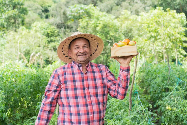 Farmář Sklízí Organická Rajčata Poli Během Jednoho Rána — Stock fotografie