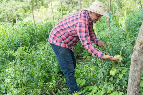 Hispanic worker examining tomato plants in the field.