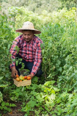 Çiftçi meyve bahçesinden domates topluyor.