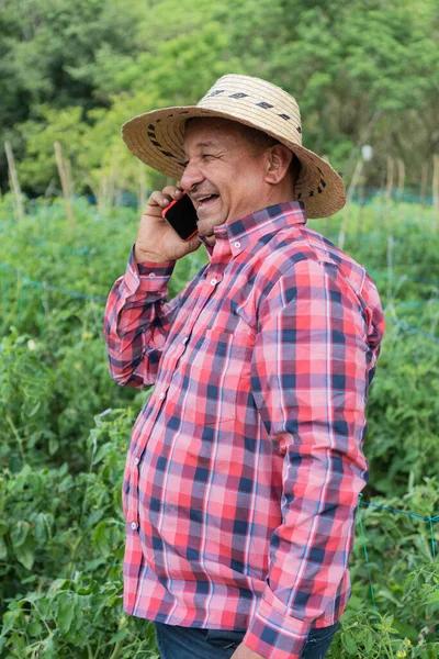 Farmer talking on cell phone while working in tomato field