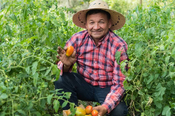 Hispánský Farmář Kontroluje Rajčata Terénu — Stock fotografie