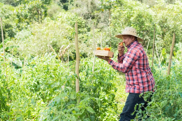 Latinský Farmář Sklízí Rajčata Ekologické Farmě Pojetí Zemědělství — Stock fotografie