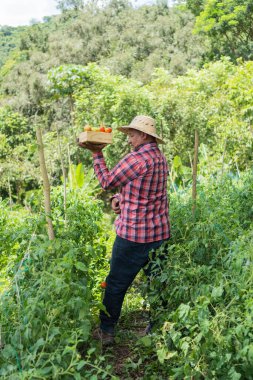 Latin Çiftçi organik domates tarlasında yürüyor