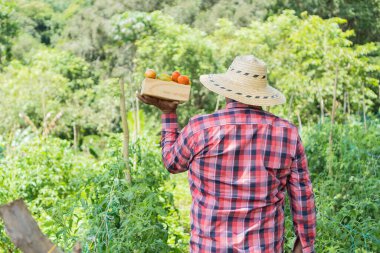 Organik domates tarlasında yürüyen çiftçi.