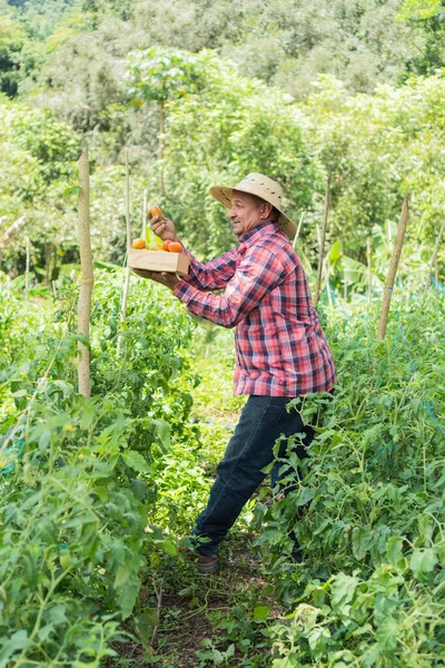Farmář Procházející Organickým Rajčatovým Polem — Stock fotografie