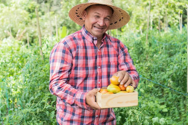 Worker harvesting tomatoes at organic farm