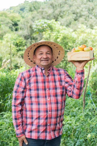 Usmívající Farmář Nesoucí Košík Čerstvě Sklizených Organických Rajčat Pole — Stock fotografie
