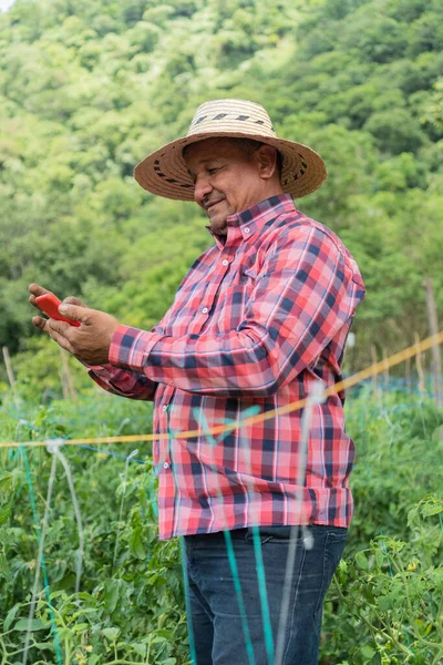 Portrait of a farmer with a cell phone while working in a tomato field.