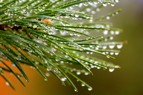 Green pine branch after rain