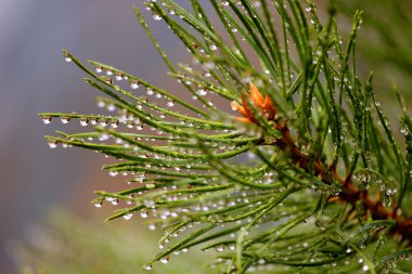 yağmur sonra yeşil çam dalı