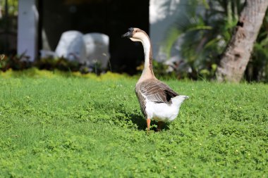 Yeşil çimenlerin üzerinde güneşli bir gün kaz kafalı.