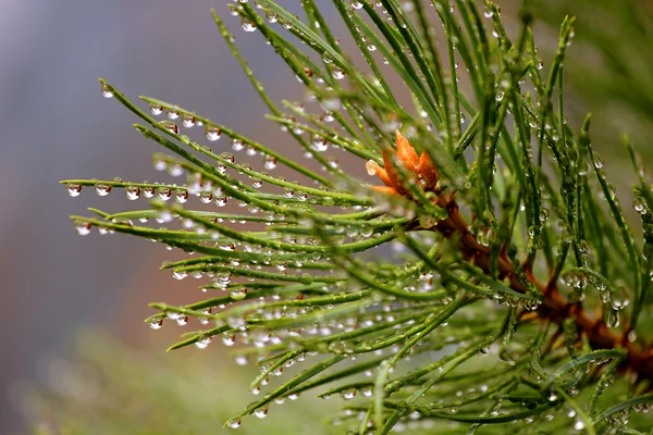 Zielony pine oddział po deszczu — Zdjęcie stockowe