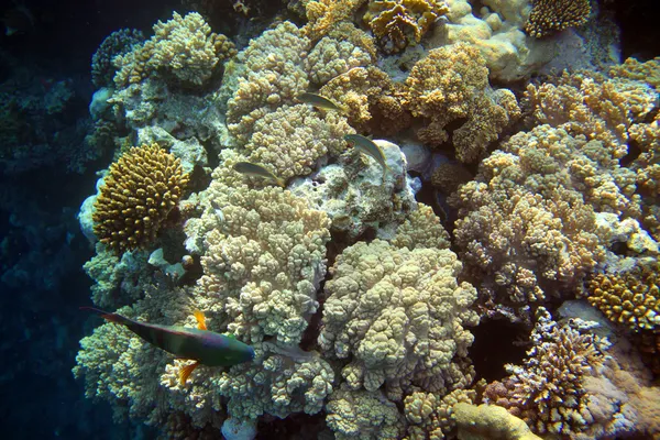 Korallrev med fiskar i Röda havet — Stockfoto