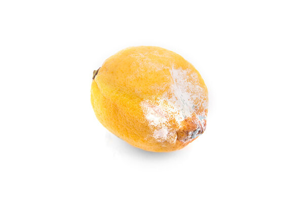 Lemon moldy on white background