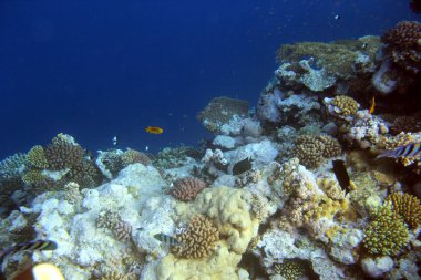 Sualtı çekim mercan kayalığı ile tropikal balık