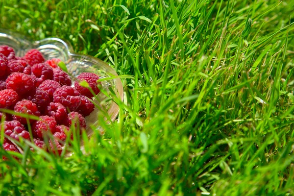 Ripe raspberry in a glass dish on a green grass — Stock Photo, Image