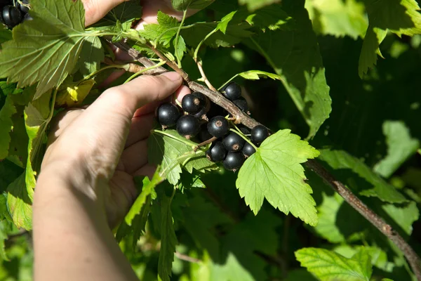 Hands of a young girl tearing black currants — Stock Photo, Image