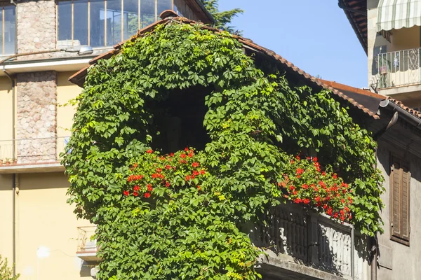 Ivy facade — Stock Photo, Image