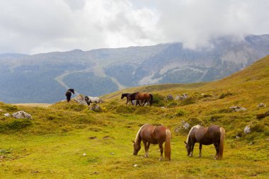 Val di fassa 'da inanılmaz otlayan atlar.