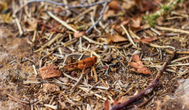 Ağaç dalları arasında yapraklara benzeyen kahverengi bir çekirge. Kapat.