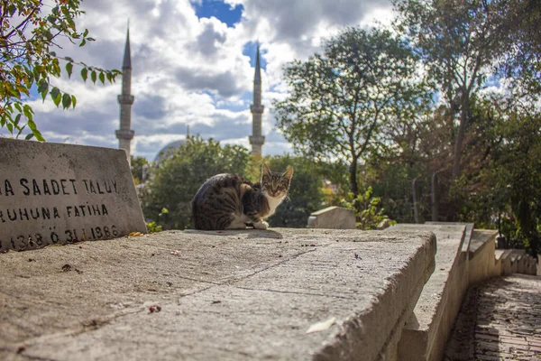 Eyup, İstanbul, Türkiye-Ekim-Çarşamba-2021: Arkasında tatlı bir kara kedi ve Eyup Sultan Camisi