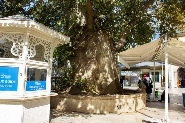 Eyup Istanbul Turkije Oktober Woensdag 2021 Oude Boom Tuin Van — Stockfoto