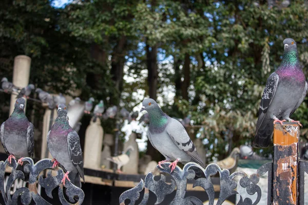 Eyup Istanbul Turkey October Wednesday 2021 Pigeons Lined Eyup Sultan — Stock Photo, Image