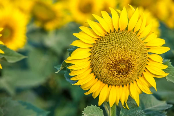 Sunflower — Stock Photo, Image