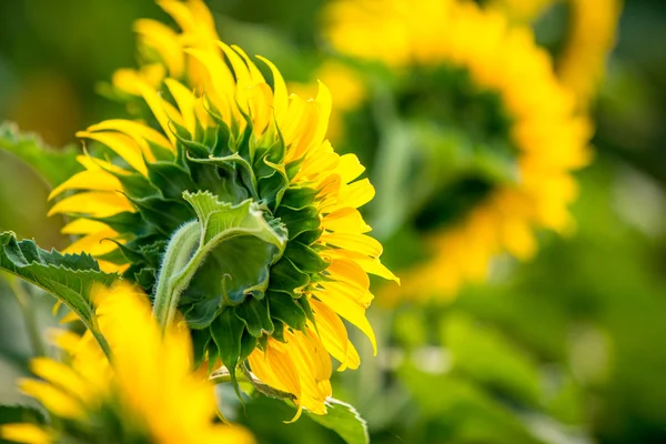 Sunflower — Stock Photo, Image