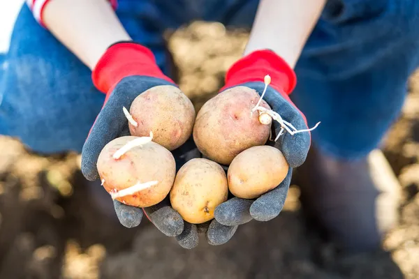 Čerstvé brambory v rukou samice zemědělce — Stock fotografie
