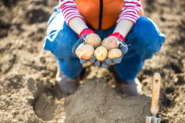 Färsk potatis i kvinnliga jordbrukarens händer — Stockfoto