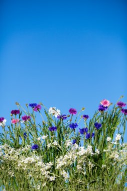 kır çiçekleri blooming üzerinde mavi gökyüzü