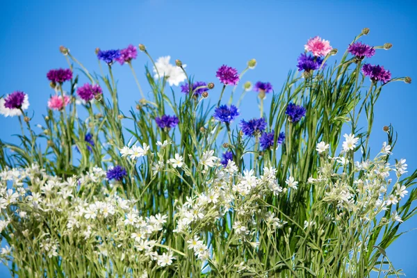 Дикие цветы цветут над голубым небом — стоковое фото