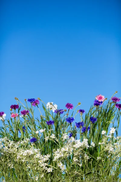 Kır çiçekleri blooming üzerinde mavi gökyüzü — Stok fotoğraf