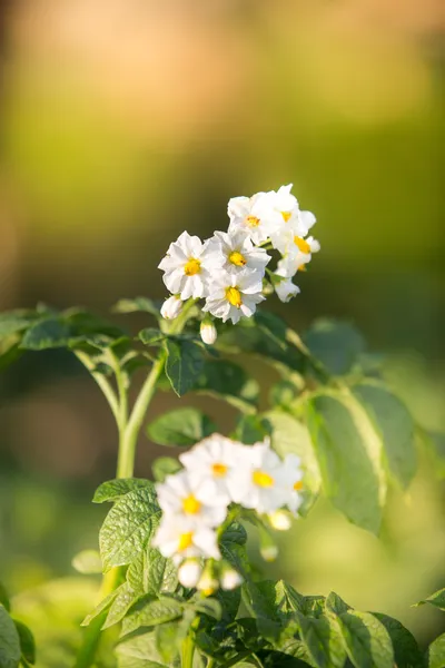 Campo de patatas — Foto de Stock