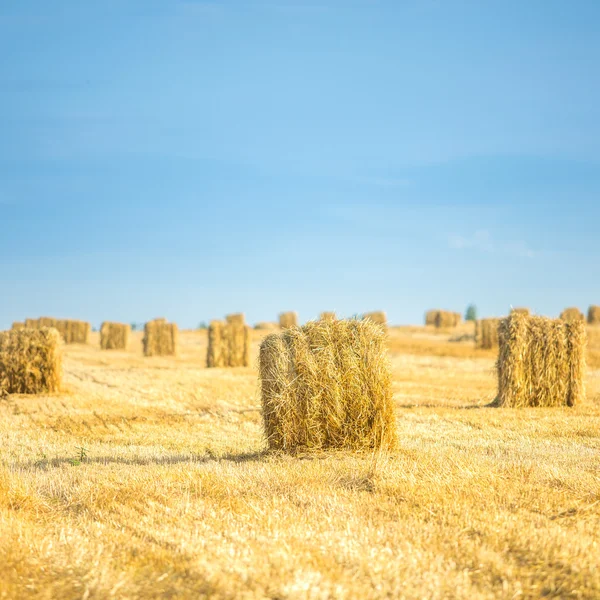 Hay-roll di padang rumput — Stok Foto