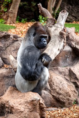 büyük gorila 
