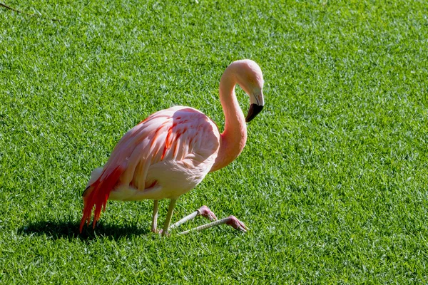 Flamingo — Stock Photo, Image