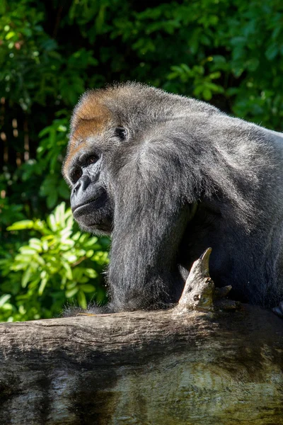 Gorila grande — Foto de Stock