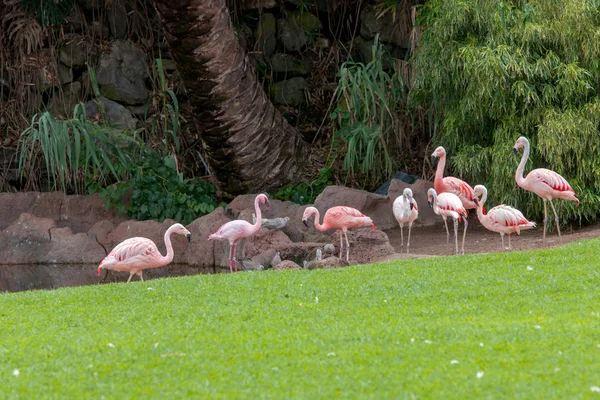 Flamingos — Stock fotografie